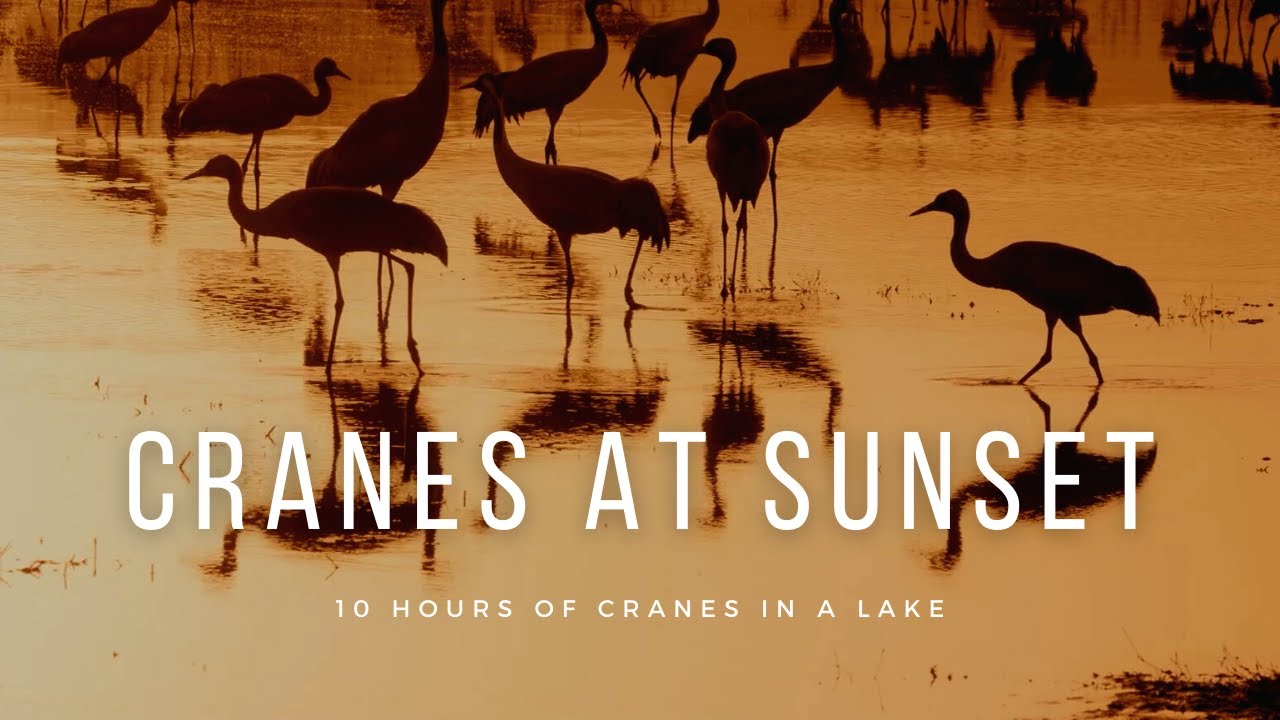 Cranes at Sunset | 10 hours of  Nature sounds