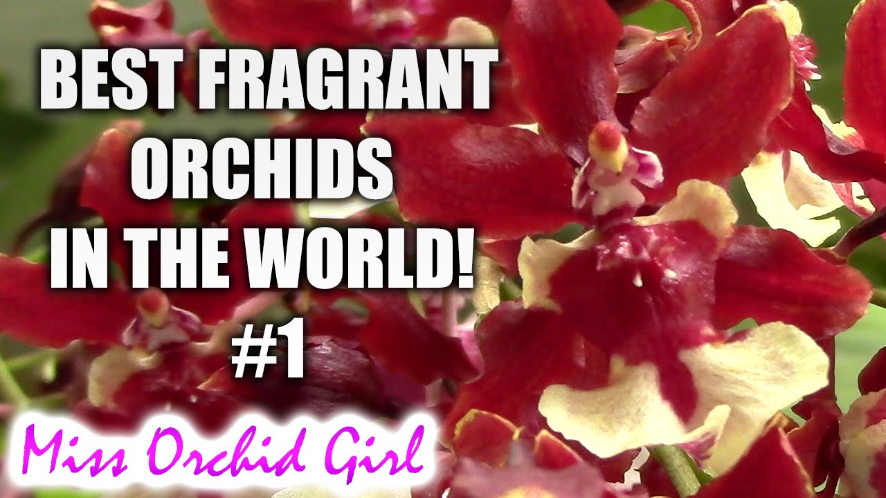 Best fragrant Orchids in the world! #1