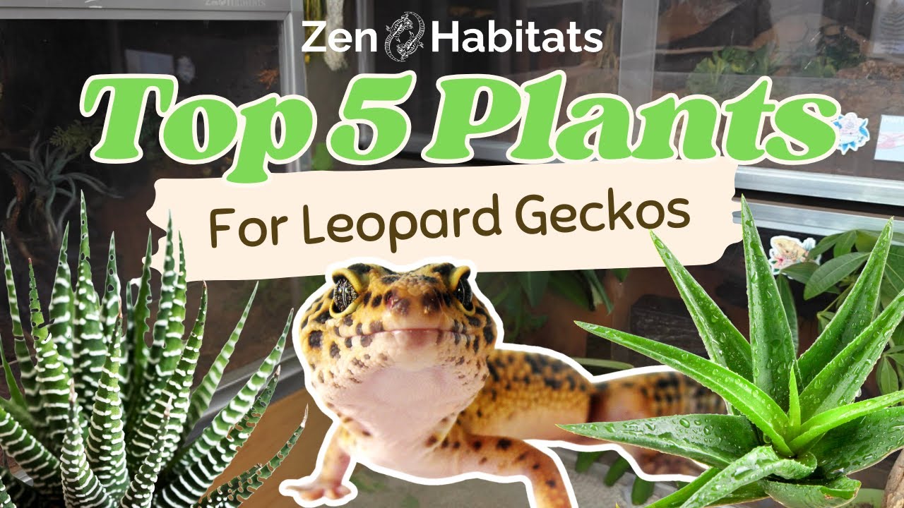 The 5 BEST Plants for Leopard Gecko Bioactive & Naturalistic Enclosures