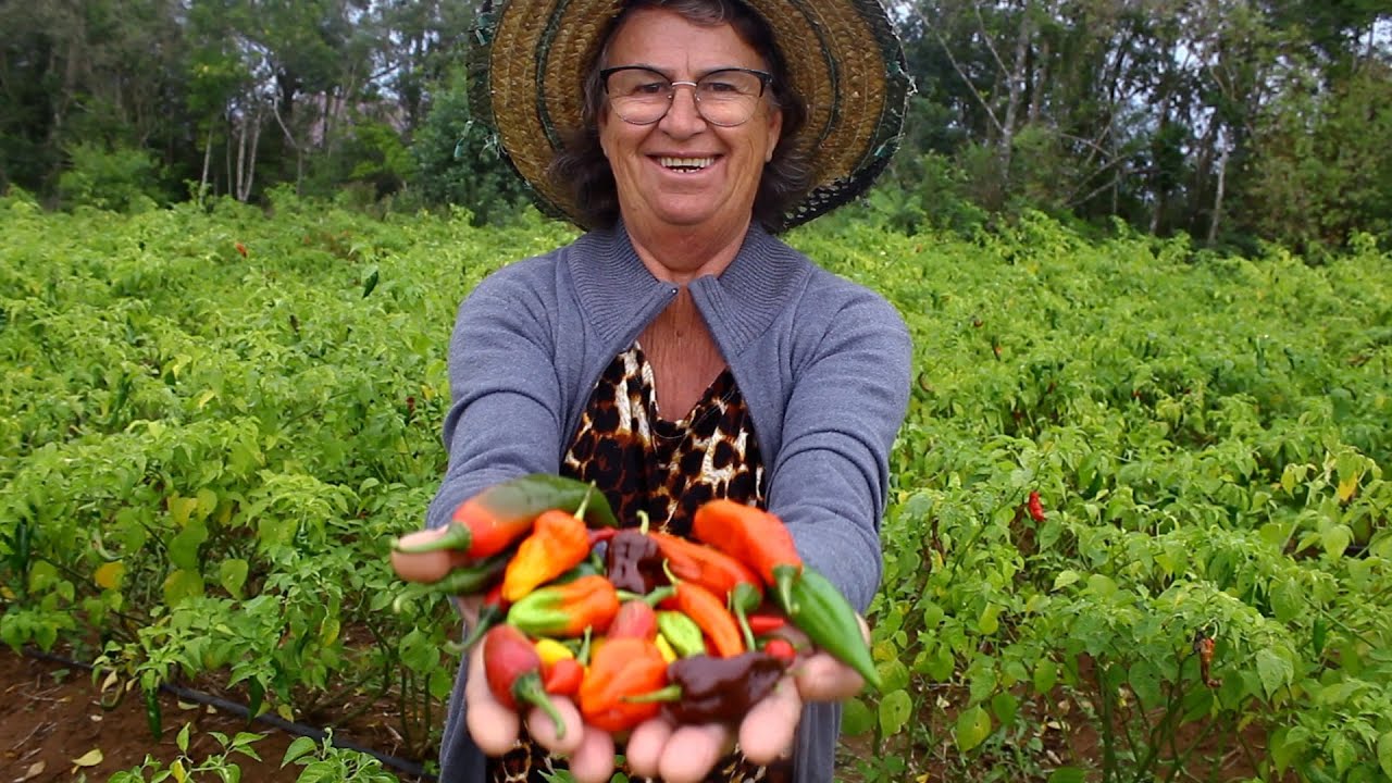 PRODUÇÃO DE PIMENTA POR PEQUENOS PRODUTORES