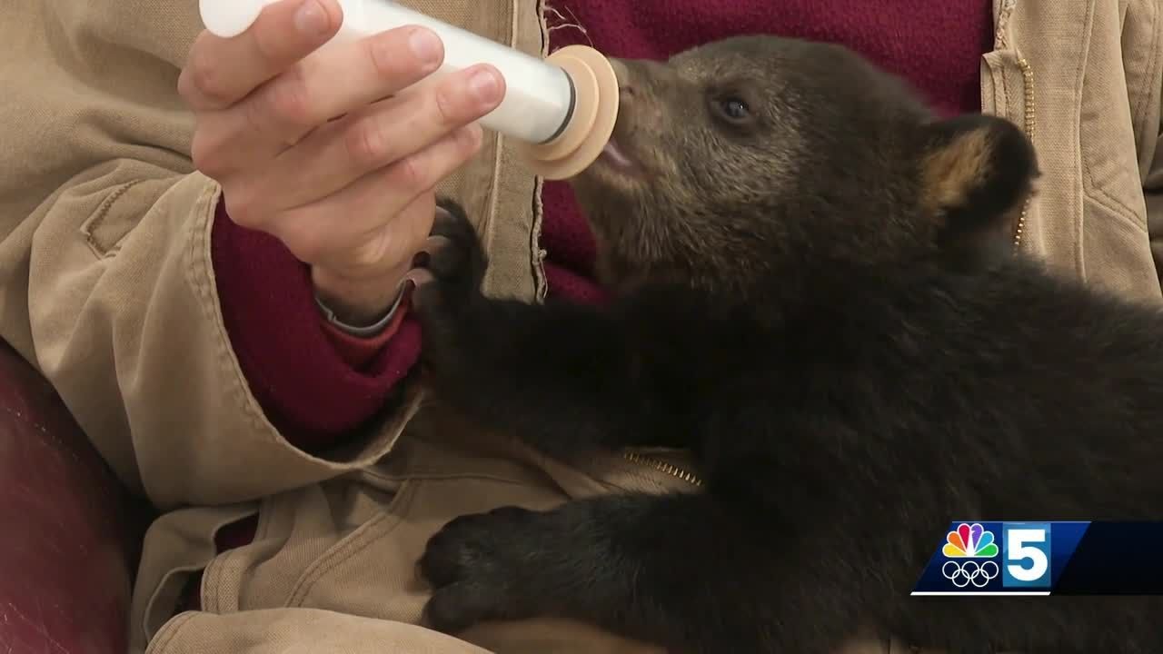 Rescued Vermont black bear cub thriving in rehab