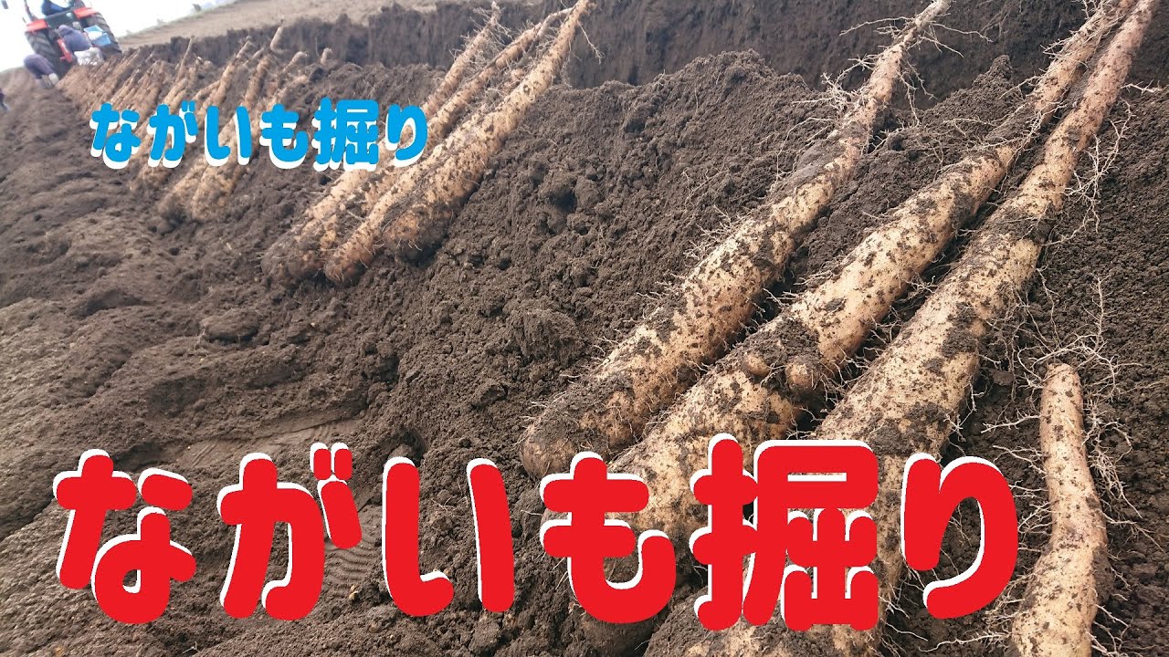 青森県南、春掘り長芋の収穫風景(４K)ずんぐり太郎、粘り芋、柳川等　センター堀にて