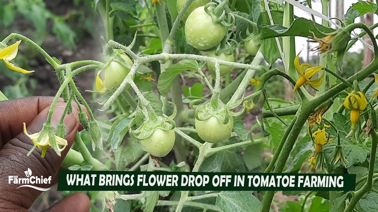 WHAT BRINGS FLOWER DROP OFF IN TOMATO FARMING