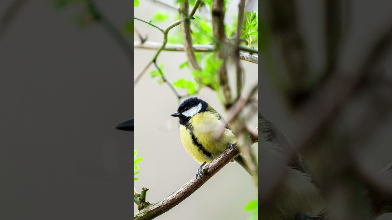 M&eacute;sange charbonni&egrave;re #oiseau #chant