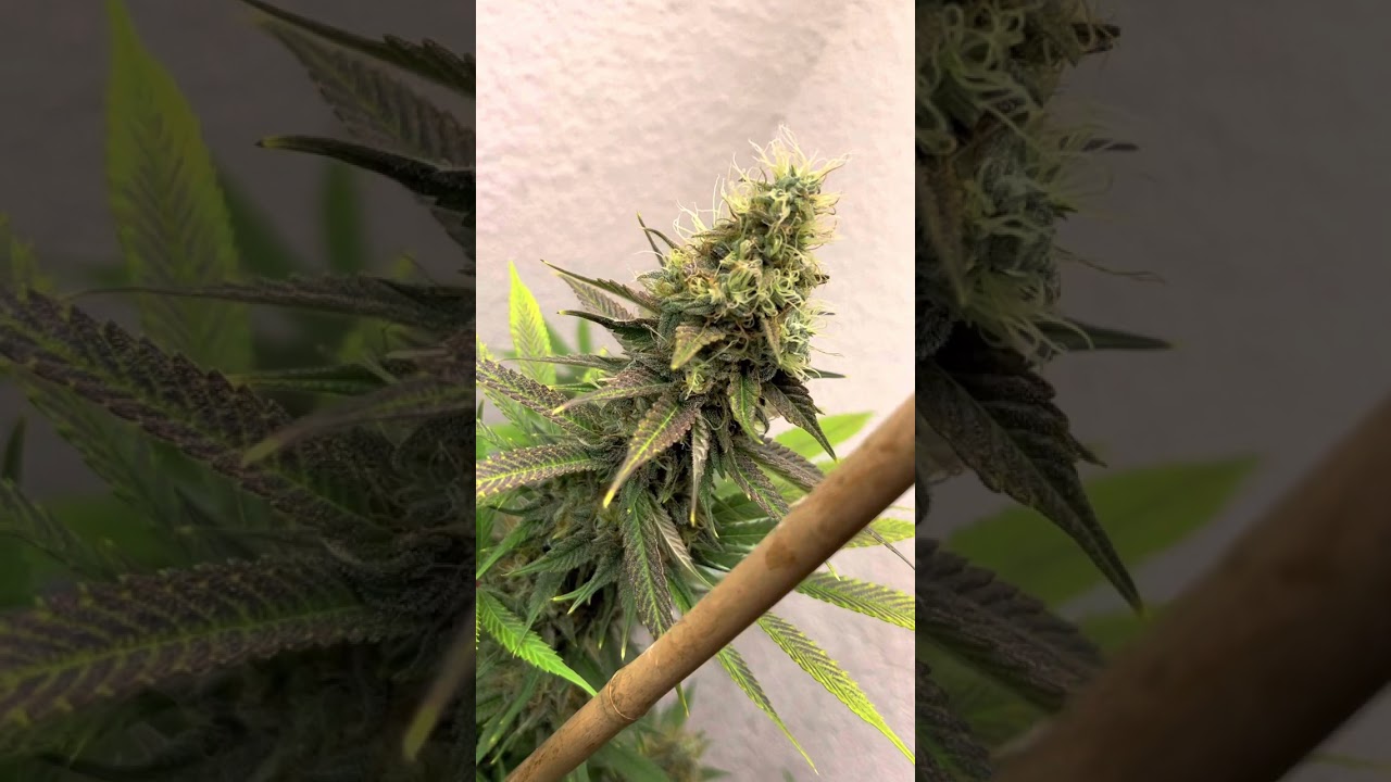 Closet Grow. Growing 2 Zkittlez Photo Period from ILGM