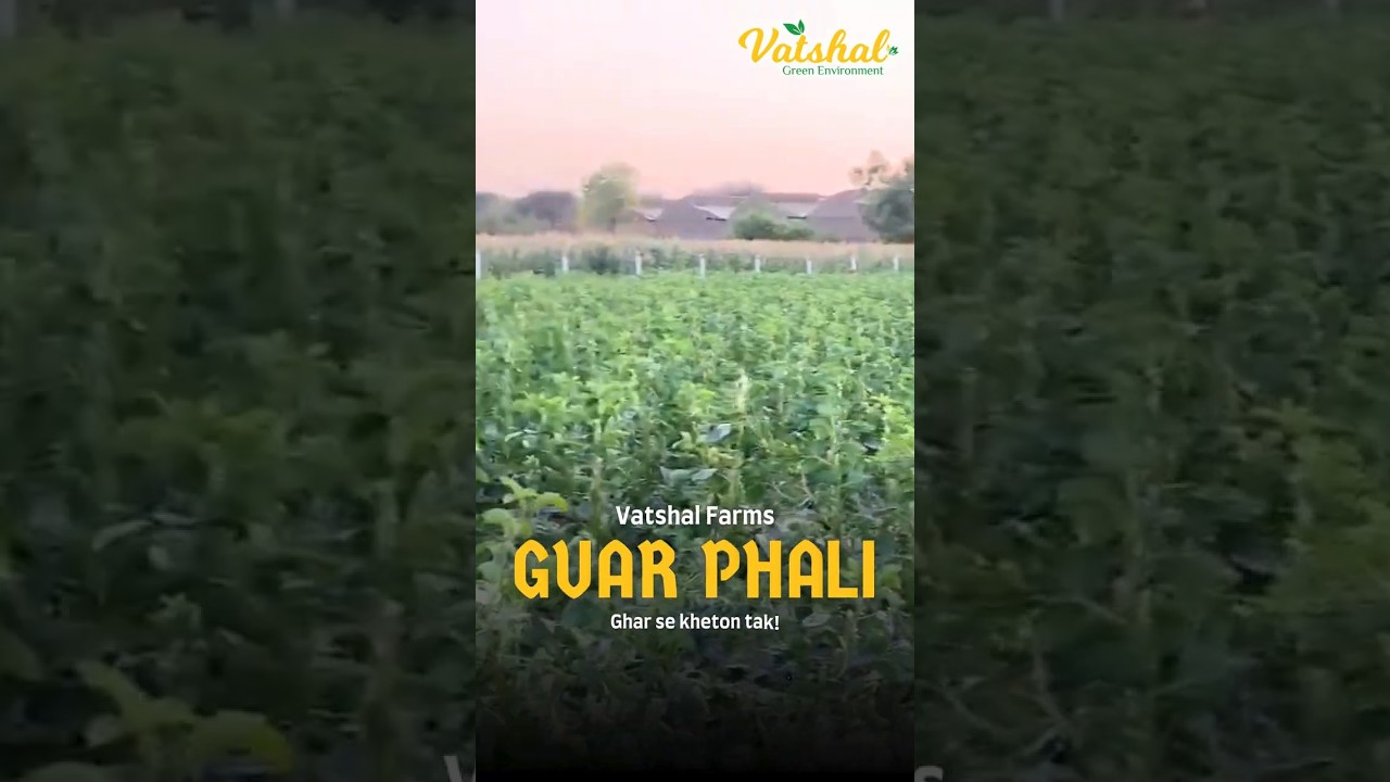 The Surprising Truth About GUAR Farming Nobody Tells You #youtubeshorts #shorts #farm #2025