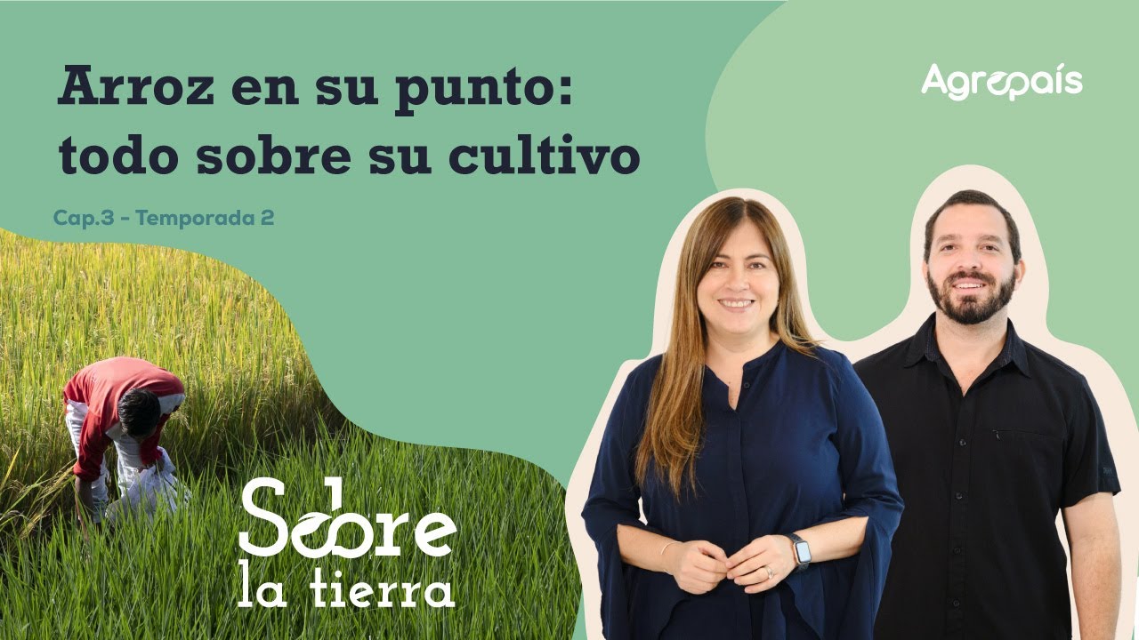 Sobre la tierra Cap 3. Temp 2. -  Arroz en su punto: todo sobre su cultivo