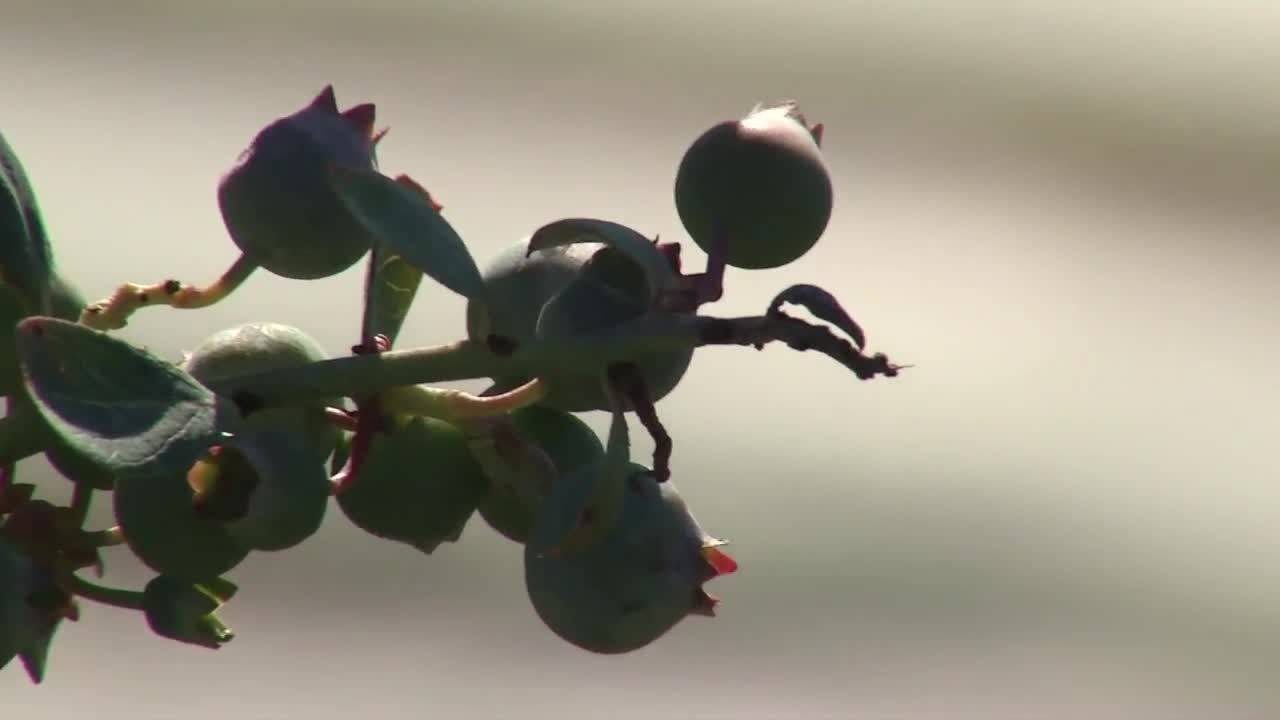 Freeze-proofing a berry crop