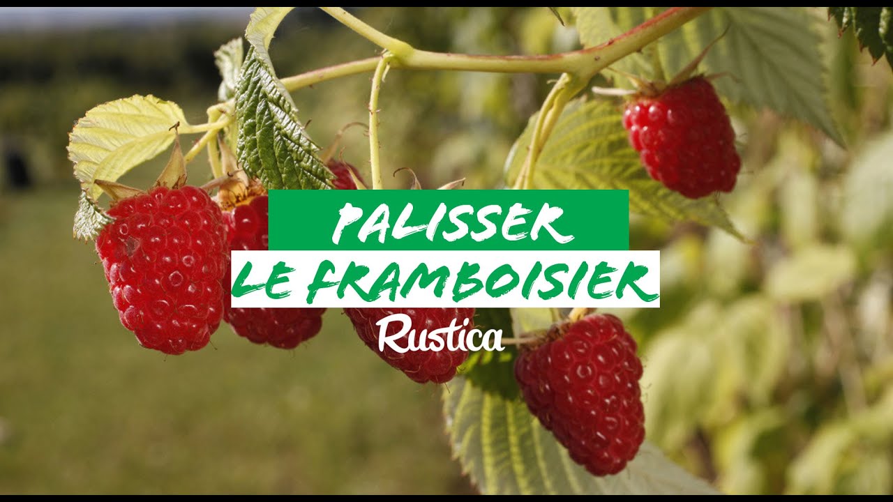 Le palissage des framboisiers : méthodes et supports