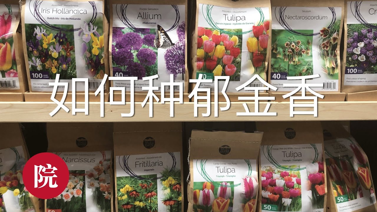 【彬彬有院】种•如何在秋天种郁金香