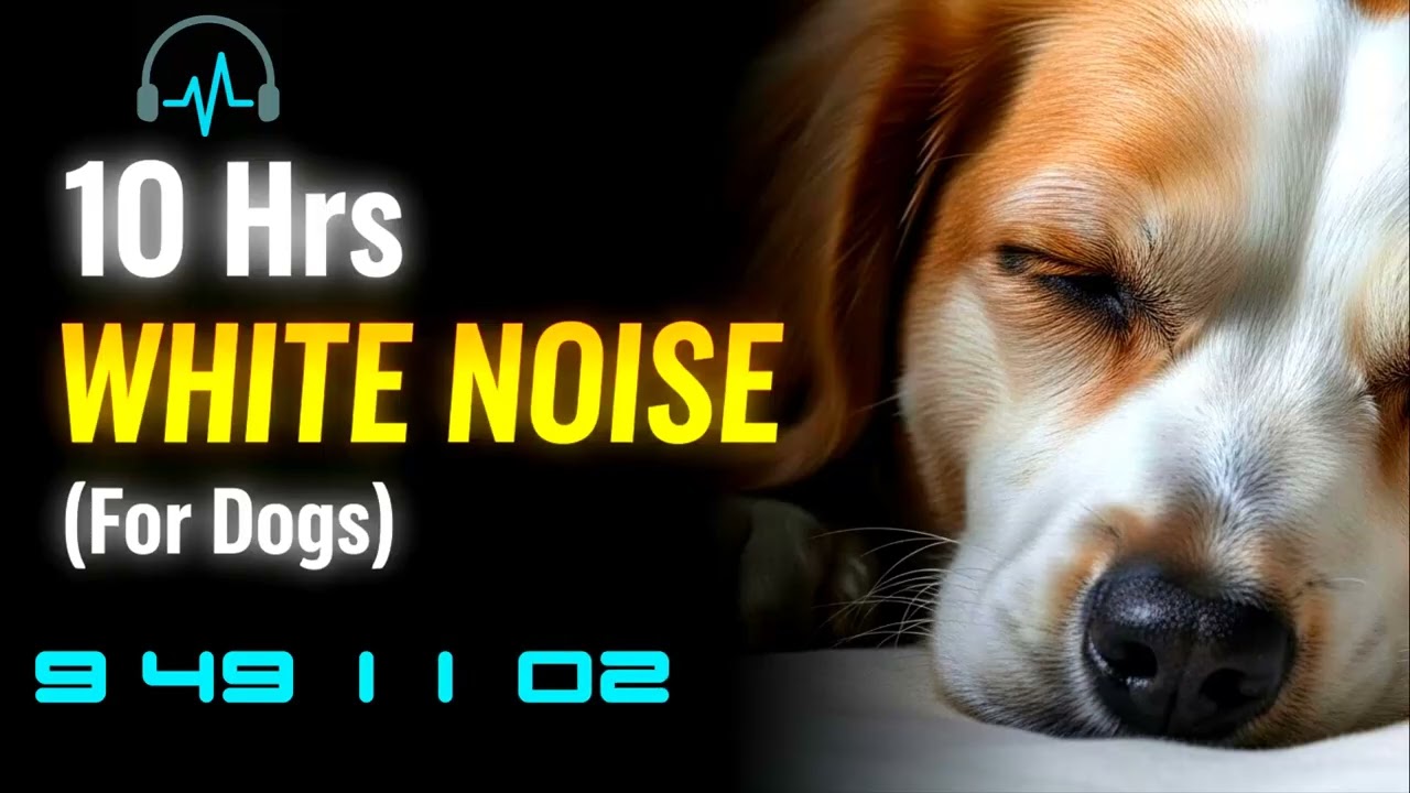 🎧 10 Hrs of Relaxing WHITE NOISE for Dogs (No Ads)