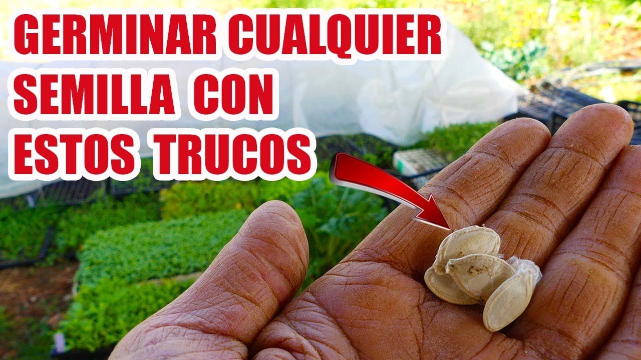 ⚠️💡ASI SE GERMINAN LAS SEMILLAS // TRUCOS PARA TENER EXITO ASEGURADO 🌱🌱🌱