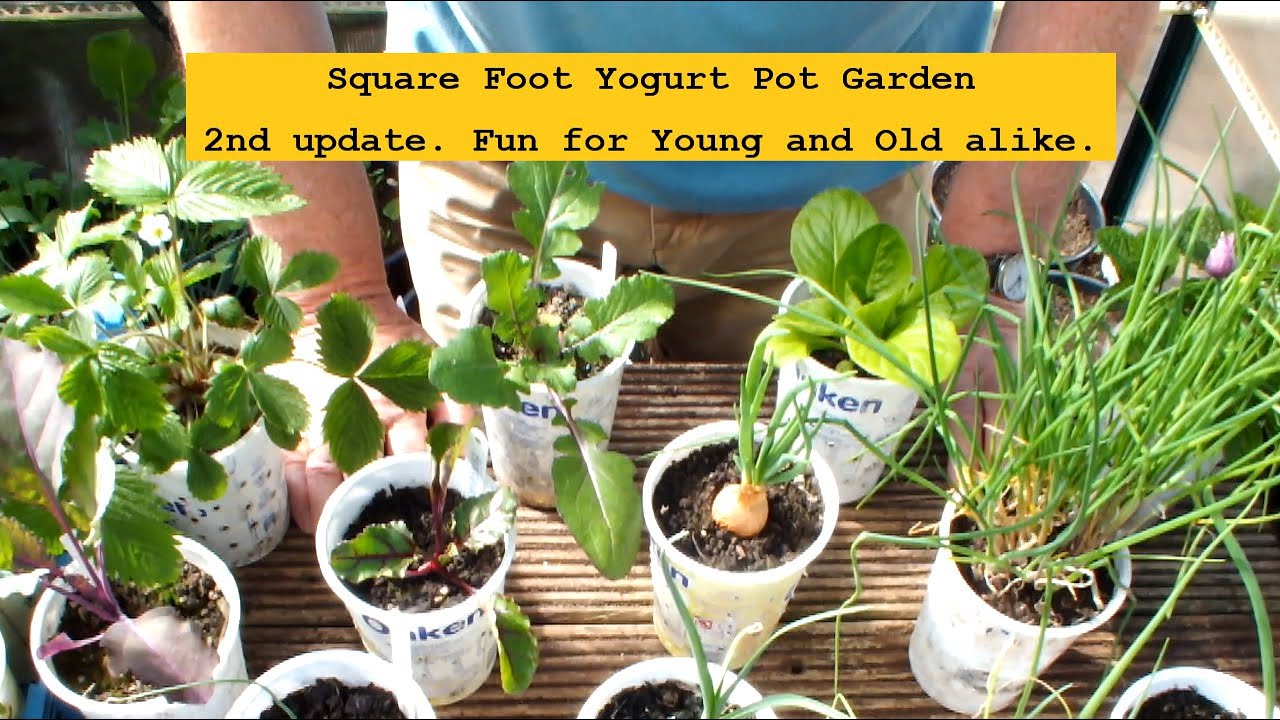 Lockdown Special. Square Foot Yogurt Pot Food Garden 2nd update.