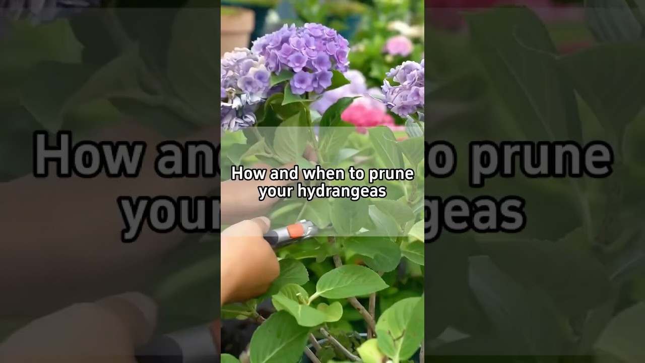 How & When to Prune Hydrangeas the RIGHT Way!