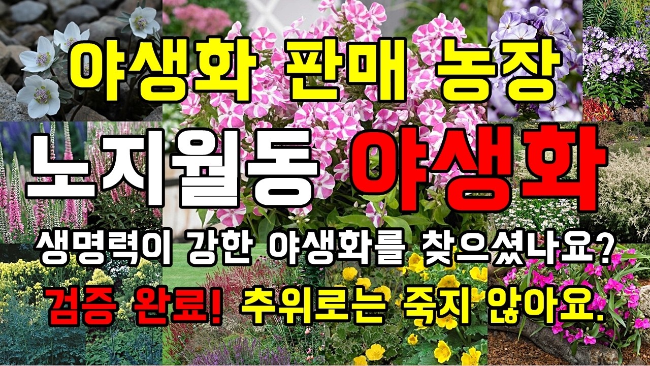 추운 겨울을 이겨낸 생명력! [노지월동] 최고의 야생화들 ,  지금 심기 딱 좋은 야생화 판매 시작 🌸