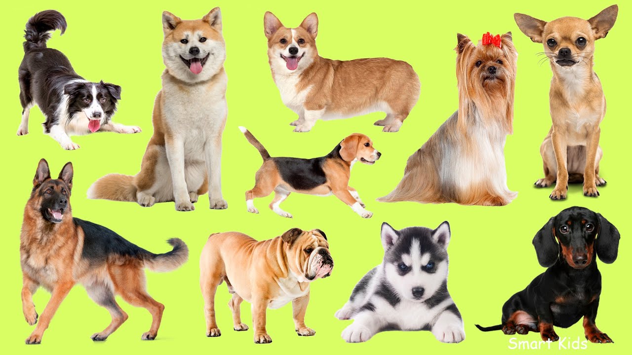 Learn names Cutest Dog Breeds in English | Learn Sounds of Cutest Dog Breeds for Kids