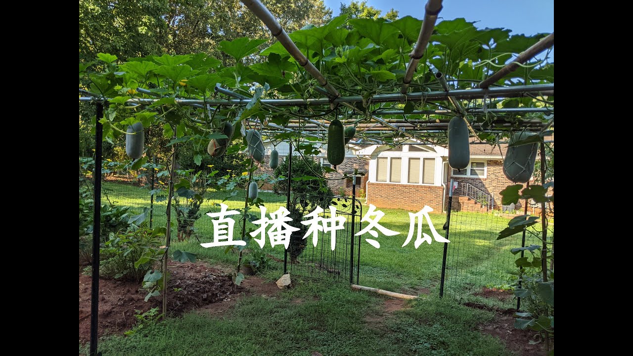 直播种冬瓜（145）