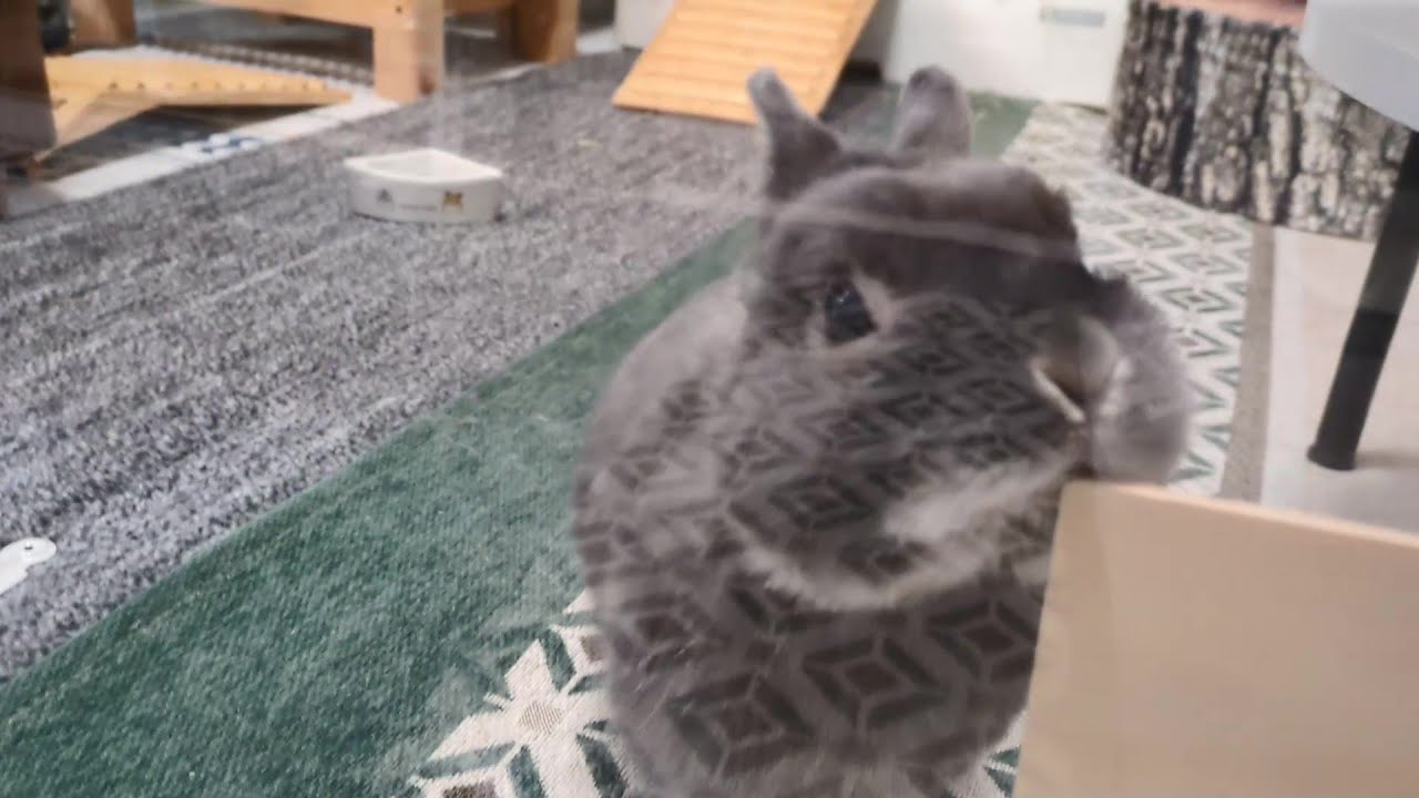 透明板越しのコミュニケーションがかわいいウサギ