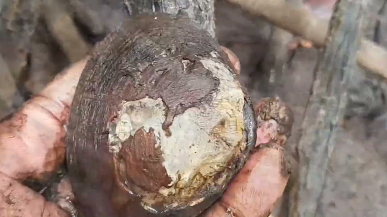 Beberapa tanaman pangan yang tumbuh liar di Pulau Adi dan mendapat banyak kerang di hutan mangrove.