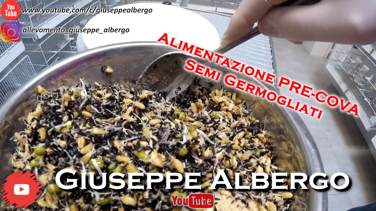 Semi Germogliati - Giuseppe Albergo