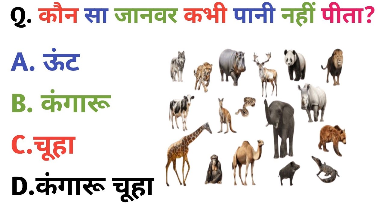 Top 10 GK Questions 2026 | Most Important General Knowledge Questions