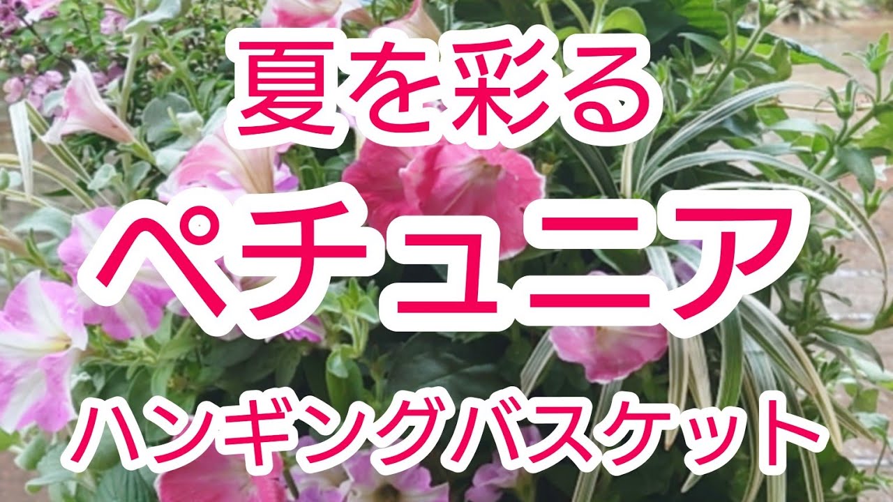 夏を彩るペチュニアの【ハンギングバスケット】八重咲きと一重咲きをミックスします！