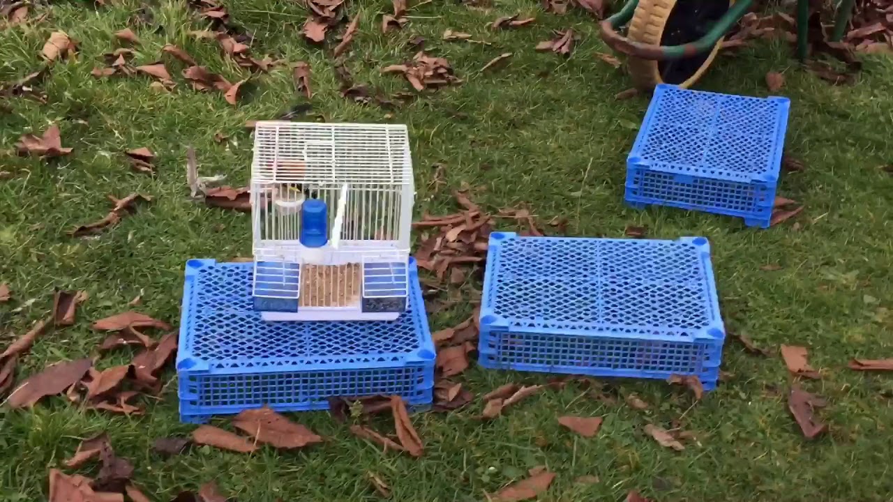 تقوية مناعة حسون إنتاج قفص والنتيجة