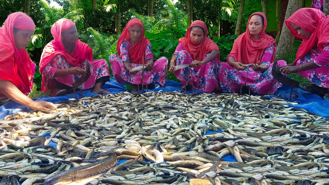 60 KG Spotted Snakehead & Taro Leaf Super Delicious Curry Recipe Cooking In Village - Taki & Shak