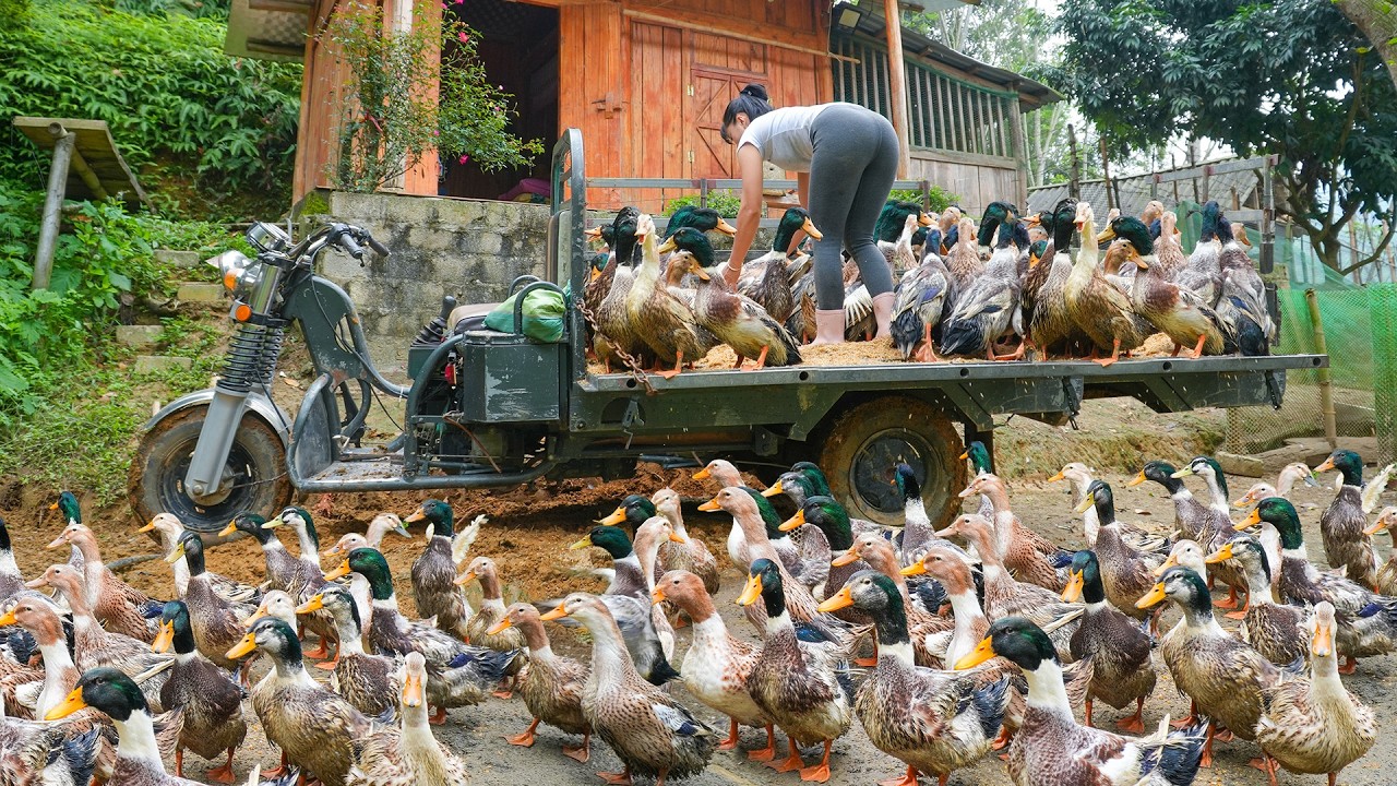 Harvest All The Ducks In The Farm, Use 3-Wheeled Truck To Transport Go To Market Sell