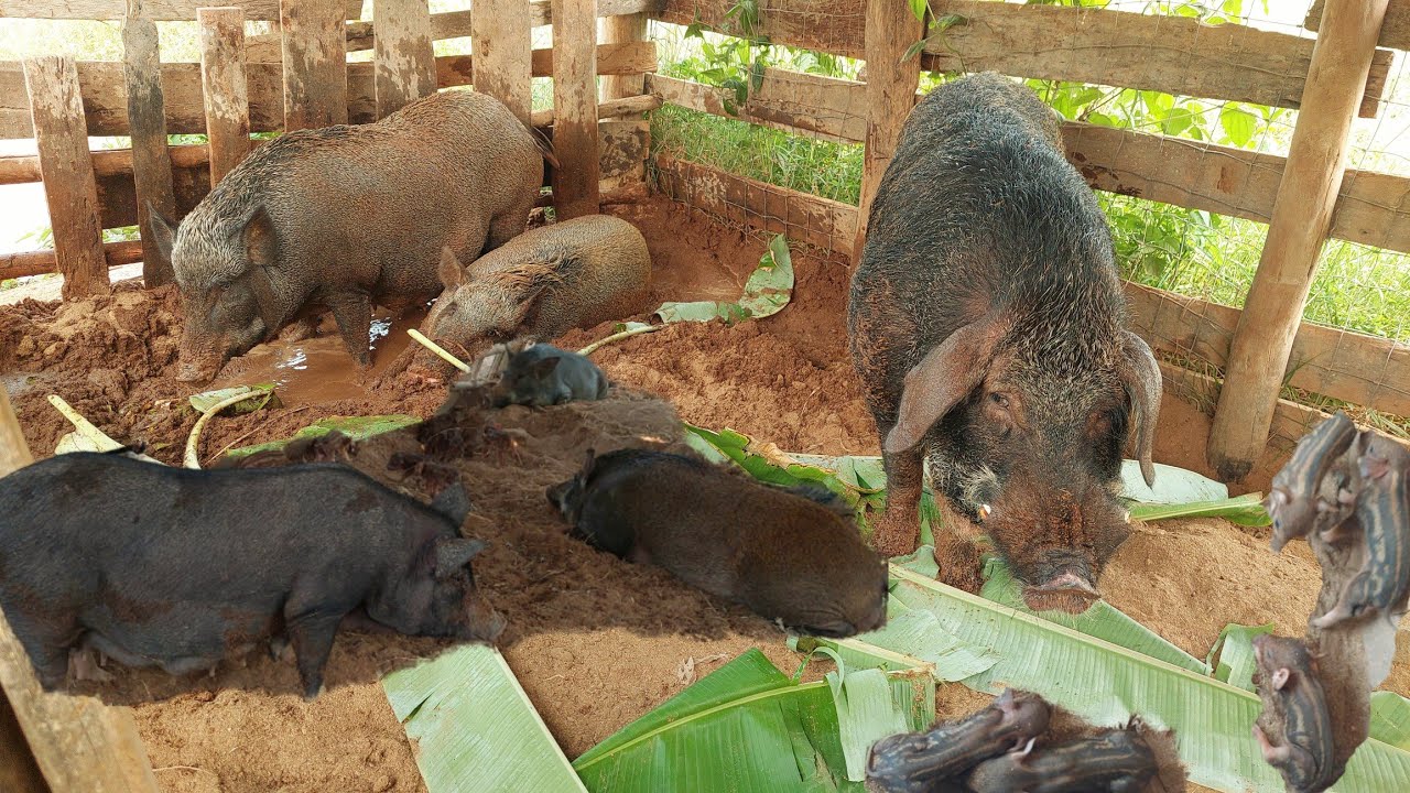 เลี้ยงหมูป่าภูพานเนื้อเยอะแข็งแรงเลี้ยงง่ายโตเร็วราคาดี!!เป็นที่ต้องการของตลาดมีเท่าไรก็ไม่พอ