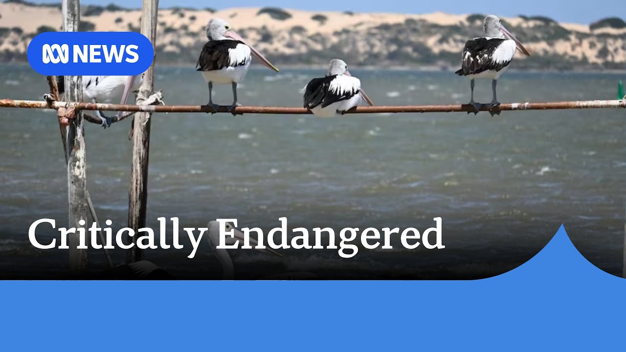 River Murray, Coorong, Lake Alexandrina listed as critically endangered | ABC NEWS