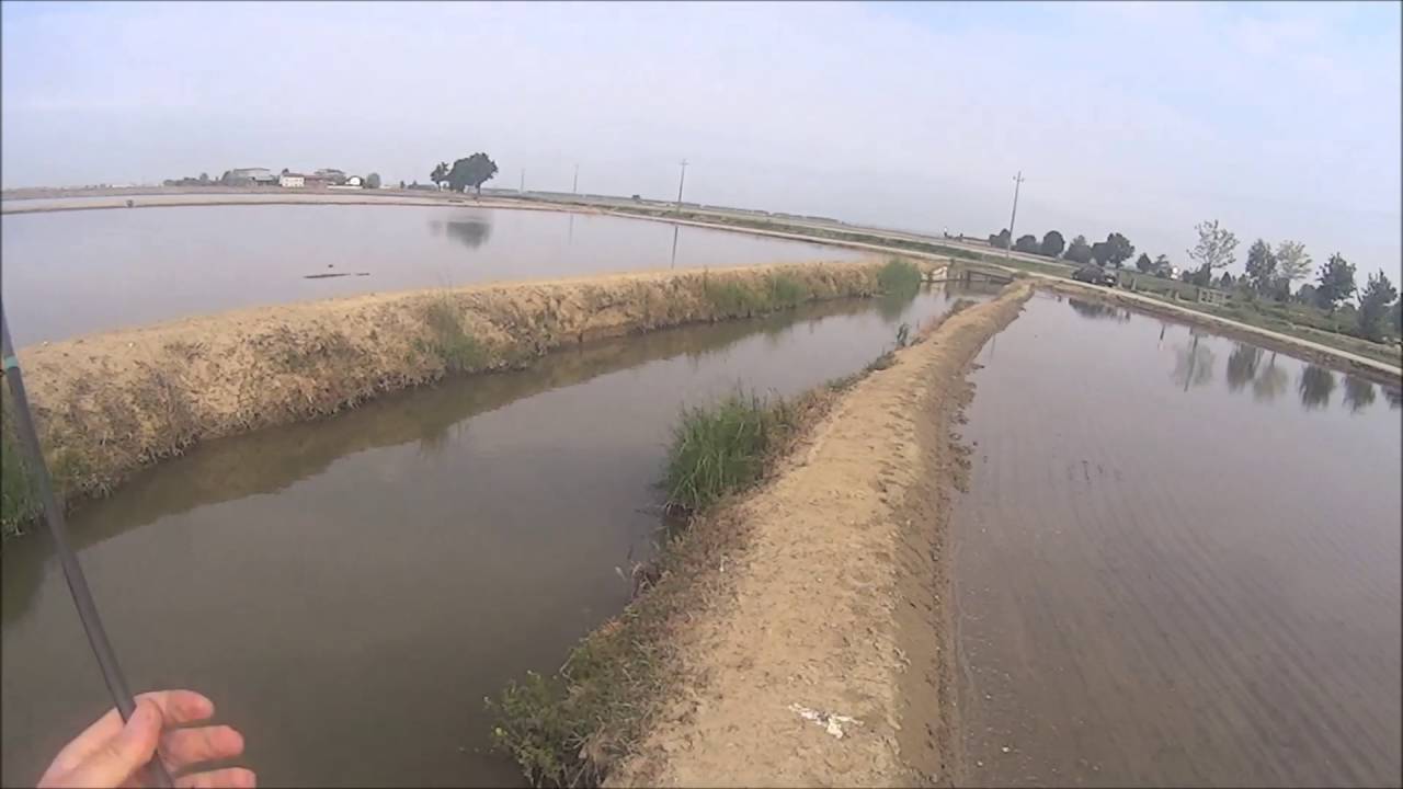 Gomming topwater