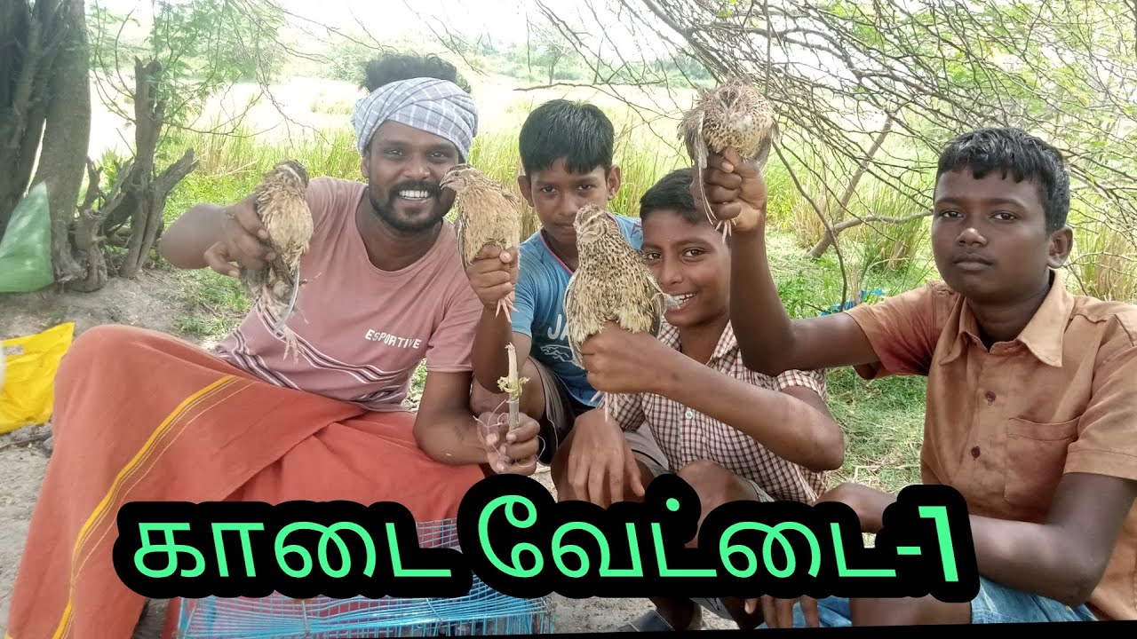 காடை வேட்டை-1, # quil hunting and cooking.