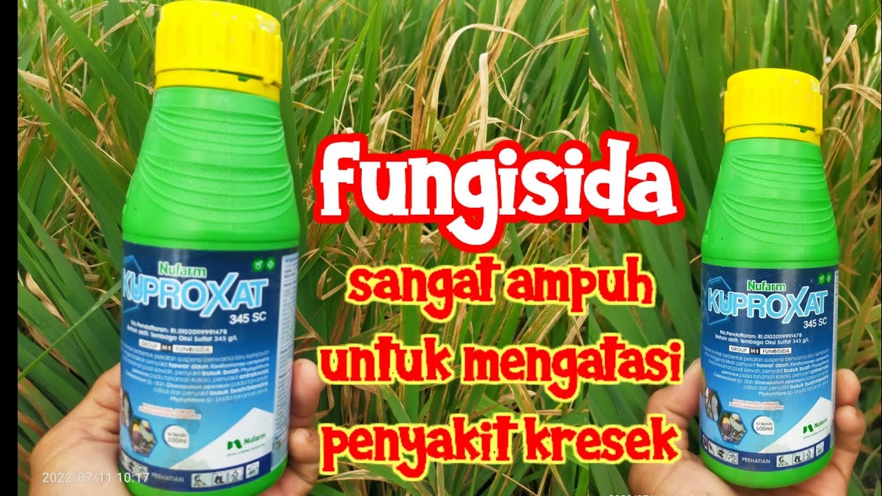 fungisida kuproxat 345 SC atasi penyakit kresek pada tanaman padi