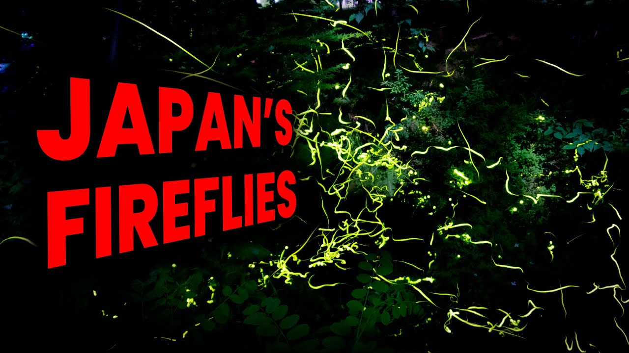 Where to Find Fireflies in Japan's Countryside