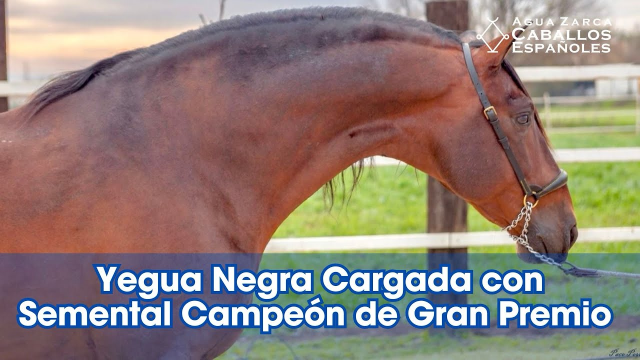 Yegua Española Negra Cargada con Semental Campeón de Gran Premio, Habana Agua Zarca
