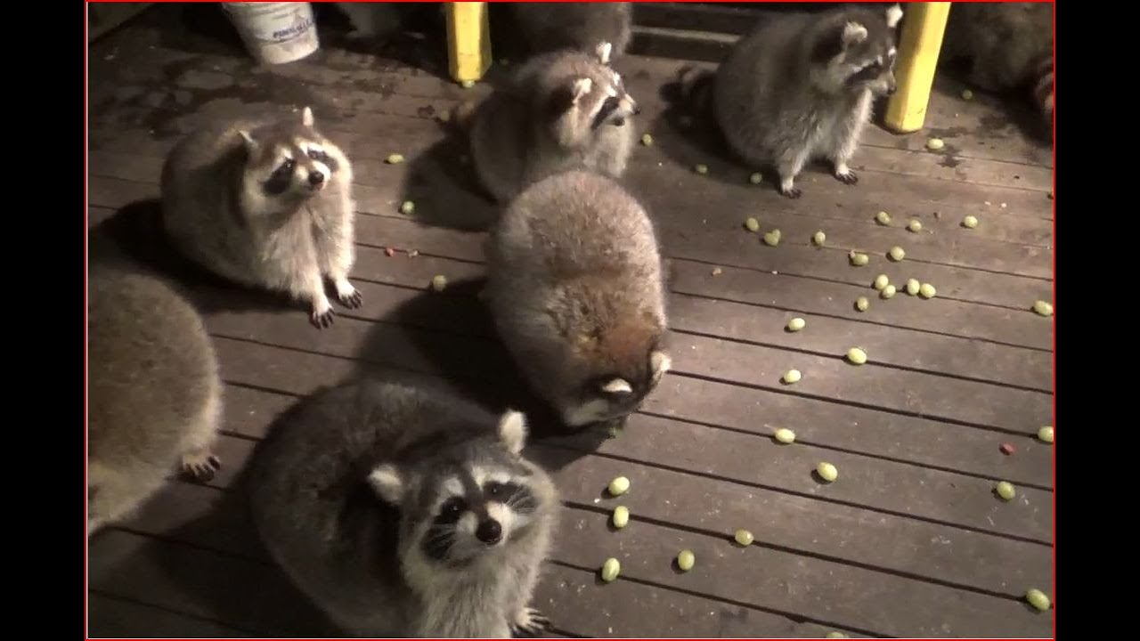Monday Raccoon Dinner 26 October 2020