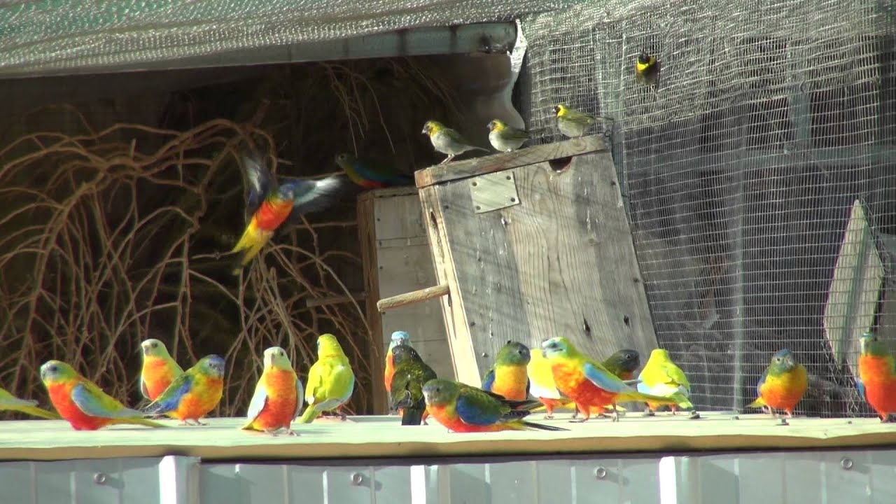 Turquoise Parrot | BirdSpyAus
