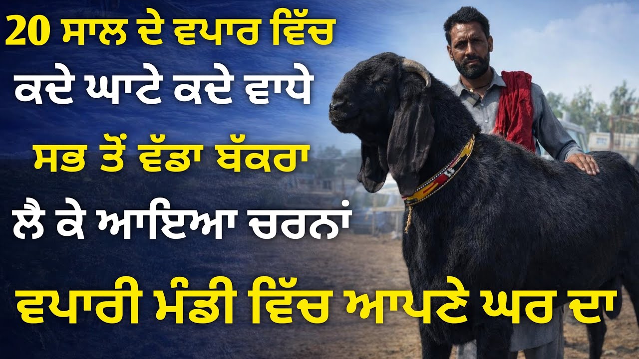 20 ਸਾਲਾਂ ਦੇ ਵਪਾਰ ਵਿੱਚ ਚਰਨੇ ਦੇ ਵਾਧੇ ਘਾਟੇ ਤੇ ਸਭ ਤੋਂ ਵੱਡਾ ਬੱਕਰਾ ll MULLNAPUR MANDI ll #iltilanatv 