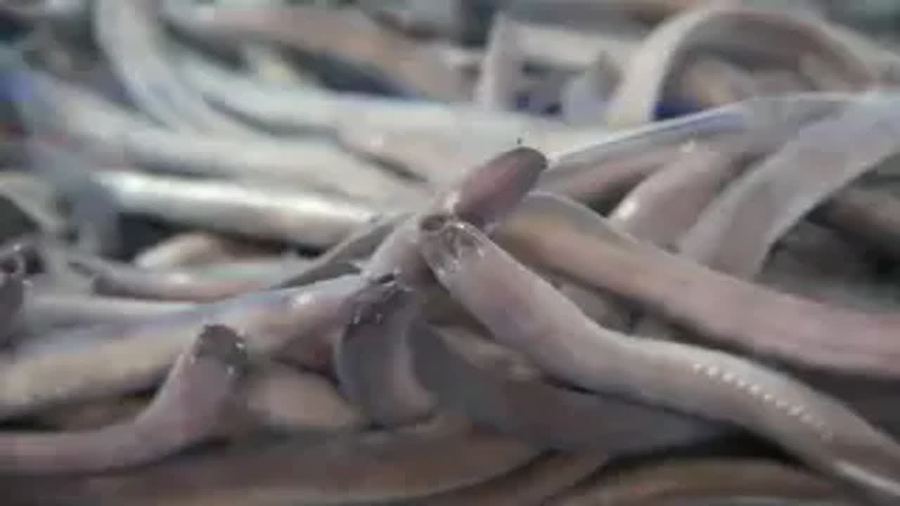 好像蛇的海鲜：八目鳗，有人喜欢吃？宰杀时的感官可不怎好&hellip;