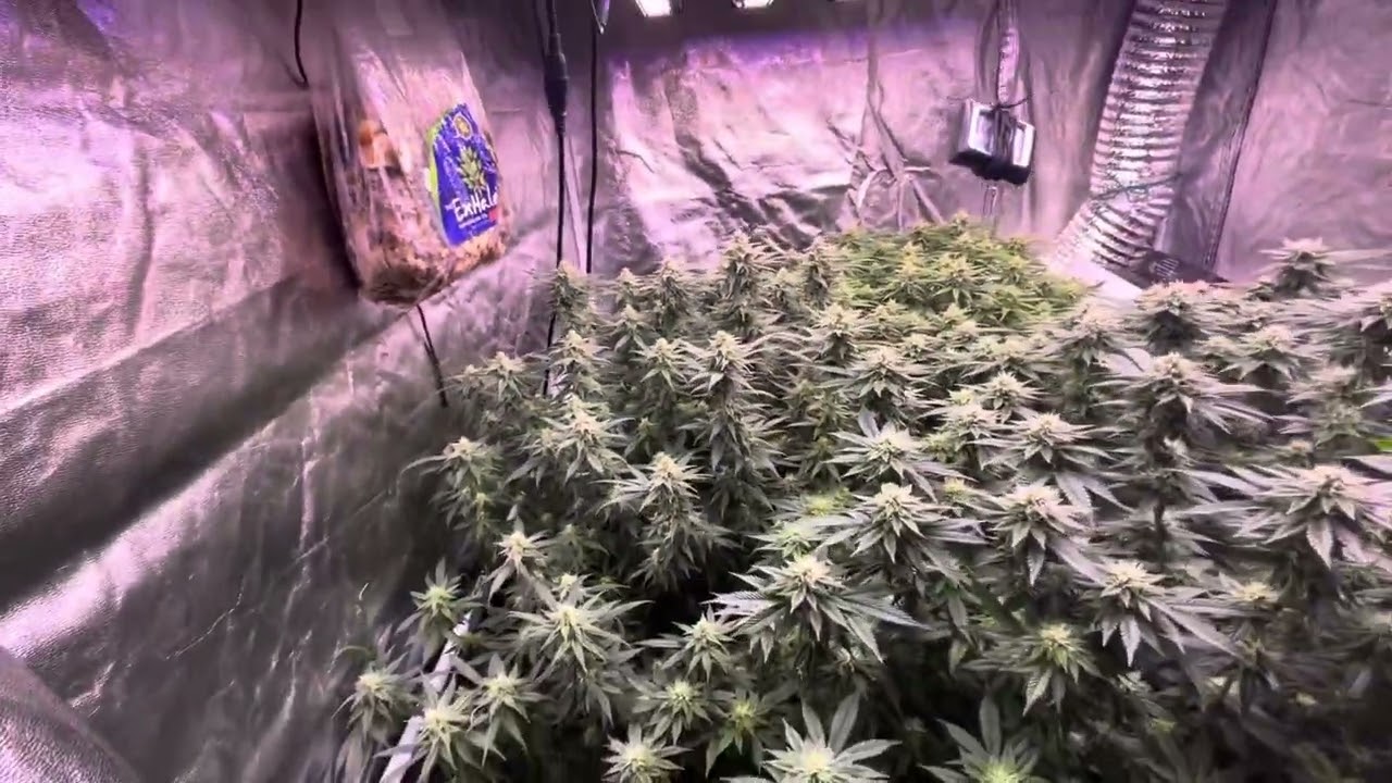 Emerald harvest nutrients showing off. 5x5 update on Bruce banner 2.0 and amnesia haze