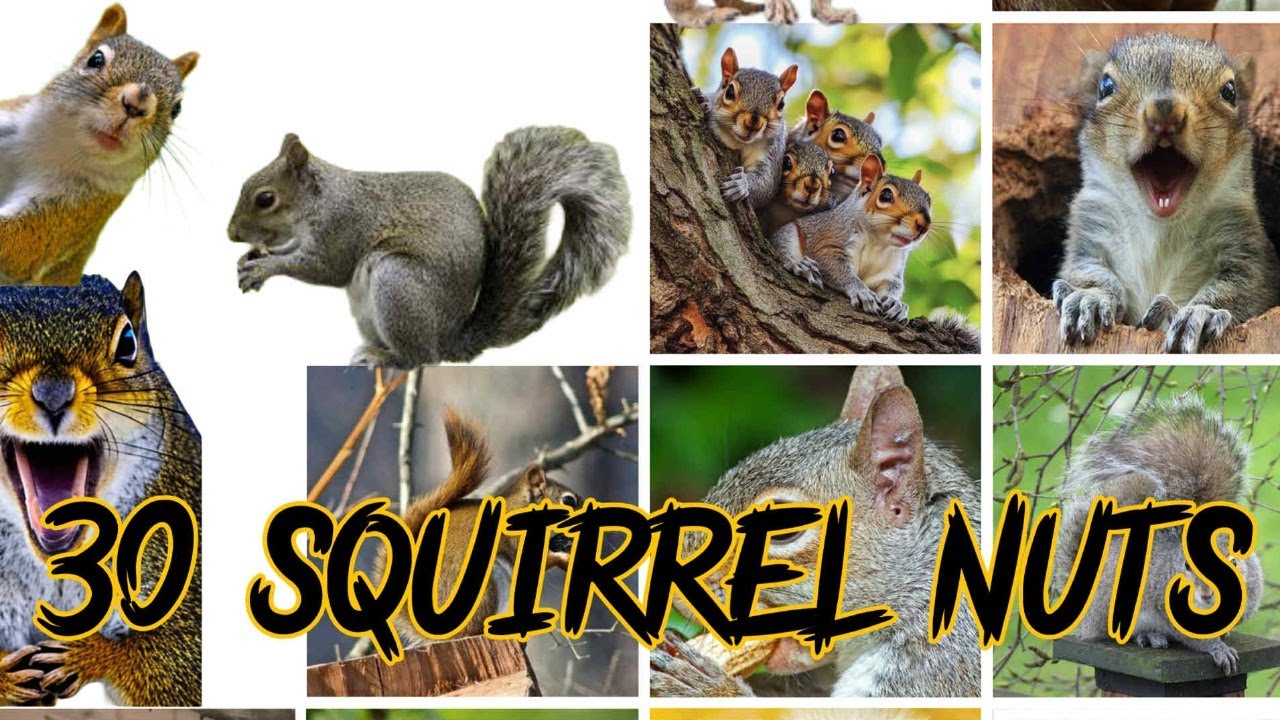 30 Squirrel Nuts: Pacific Ocean Blues
