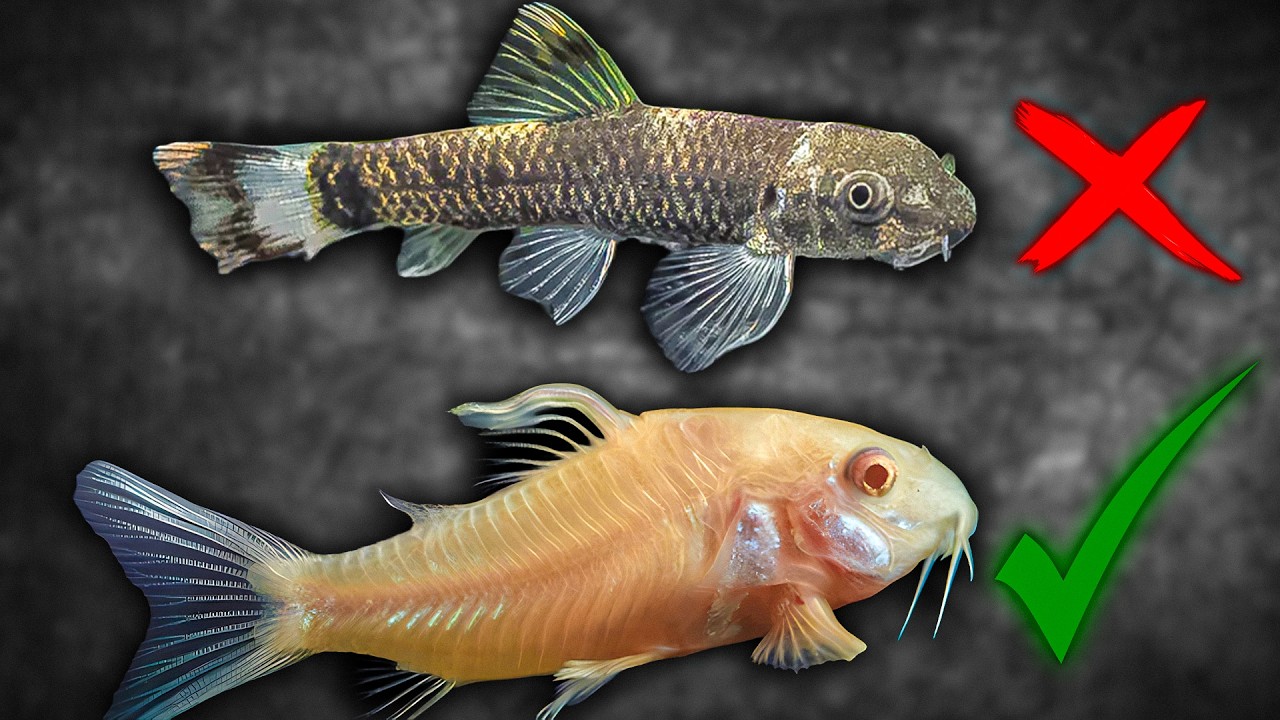 Best And Worst Fish To Buy At Petco