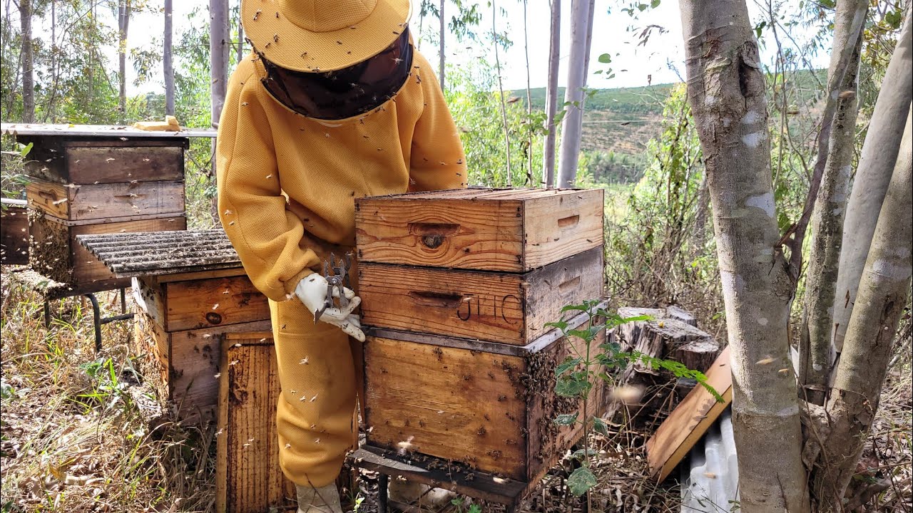 Quando colocar as PRIMEIRAS MELGUEIRAS / Abelha apis🐝👏