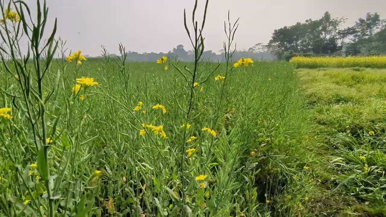 আমাদের গ্রাম (3)