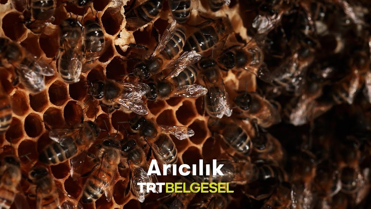 Arıcılık | Son Toplayıcılar | TRT Belgesel