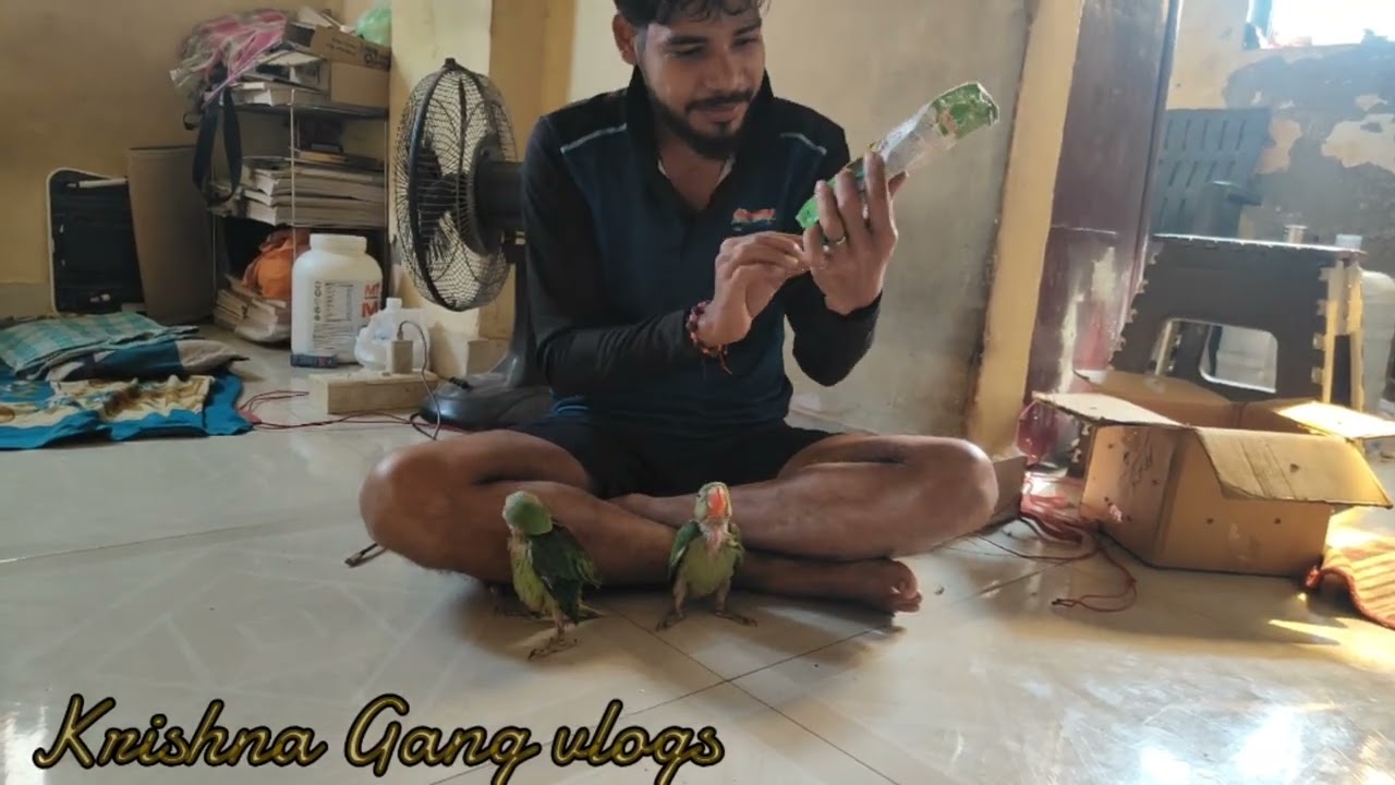 Aaj Ka Din Mera Tota ke Naam🦜// morning Start with my parrots.... 