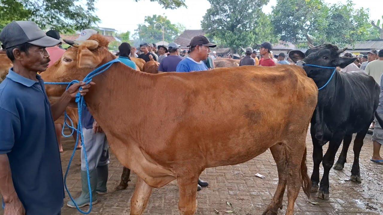 JUAL SUSAH‼️UPDATE HARGA SAPI TANEN || PASAR SAPI WARUJAYENG NGANJUK ||