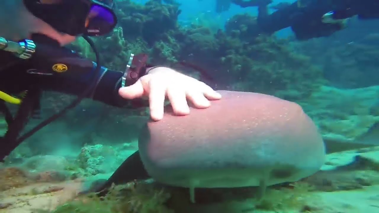 "Viscious" Nurse Sharks Are Like Puppies