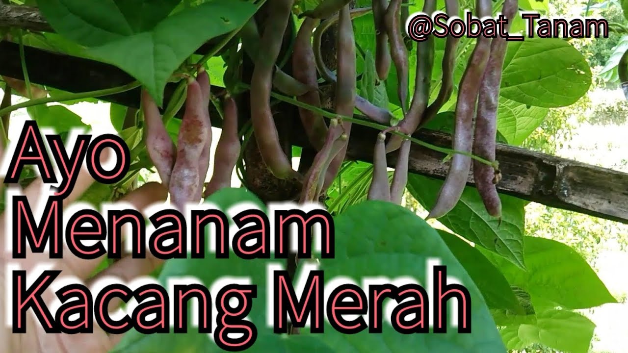 Kebun Kecil Kacang Merah #tanamansayur #kebunsayur #sobat_tanam